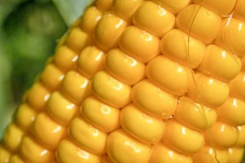 Blured focus. Closeup corn on the stalk in the corn field. Fresh corn on cobs Stock Photos