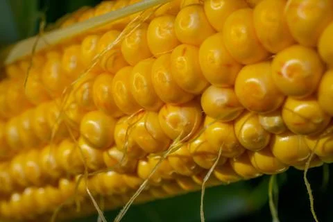 Blured focus. Closeup corn on the stalk in the corn field. Fresh corn on cobs Stock Photos