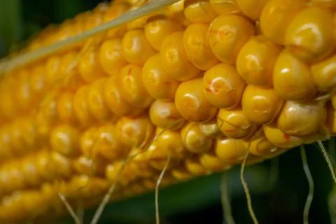 Blured focus. Closeup corn on the stalk in the corn field. Fresh corn on cobs Stock Photos