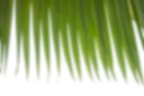 Blured phoenix palm leaf on white background for bokeh effect. Top view Stock Photos