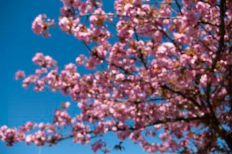 Blured spring background sakura blooming tree. Pink flowers. Wallpaper. Stock Photos