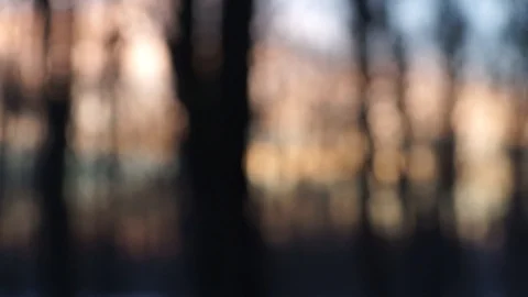 Blured Sunset Trough The Trees Stock Footage 93138668