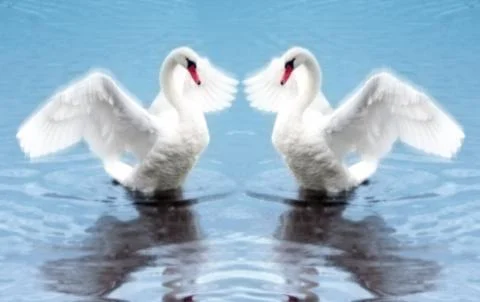 Blured white two swans ready to fly Stock Photos