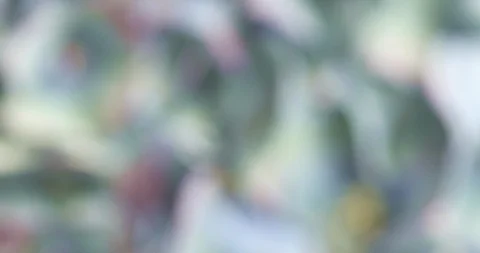 Blurred abstract background: beautiful blossoming tender blue and purple Stock Footage 120828336
