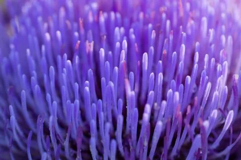 Blurred abstract background. Close-up petals of purple artichoke flower Stock-Fotos