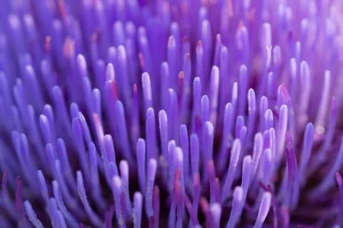 Blurred abstract background. Close-up petals of purple artichoke flower Stock Photos