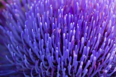 Blurred abstract background. Close-up petals of purple artichoke flower Stock Photos