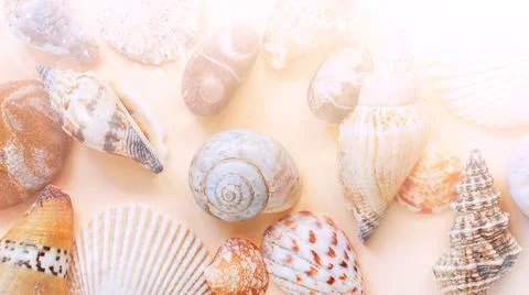 Blurred abstract background with many shells. Sunny summer banner. Stock Photos