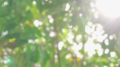 Blurred abstract bokeh foliage tree background through the moving on wind with s Stock Footage 255993665