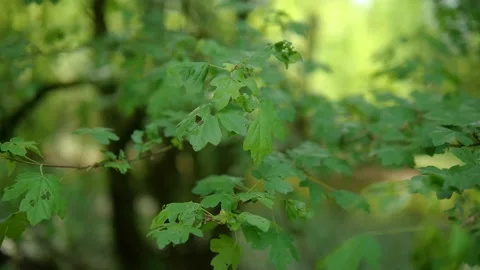 Blurred abstract bokeh of a leaf in the forest. Close up detail of a leaf. Video stock 132346088