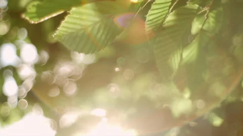 Blurred abstract bokeh with sun flare. Beautiful sunshine through tree leaves Stock Footage 279324849