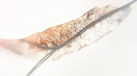 Blurred abstract close-up of leaf light background Stock Photos