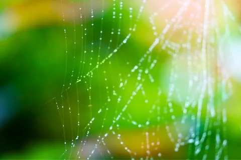 Blurred abstract cobweb or spiderweb green natural with rain drop 库存照片