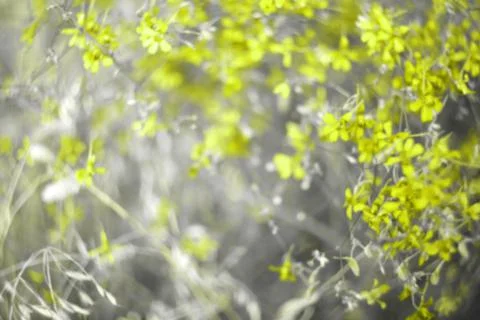 Blurred abstract colored background. for design or copy space. plant motives. Stock Photos