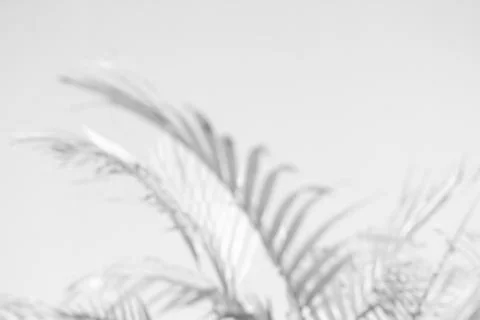 Blurred abstract gray shadow background of palm leaves, black and white monoc Stock Photos
