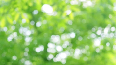 Blurred abstract green background Stock Footage 258619650