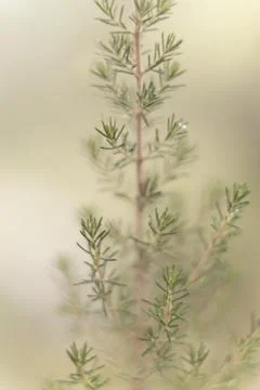 Blurred abstract image of dew drops on the pines. Stock Photos