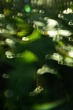 Blurred abstract leafs background with light painting Stock Photos