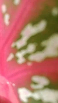 Blurred abstract pattern of leaf 库存照片