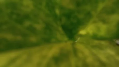 Blurred abstract pattern of leaf 库存照片