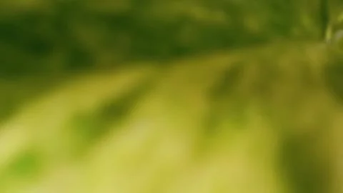 Blurred abstract pattern of leaf 库存照片