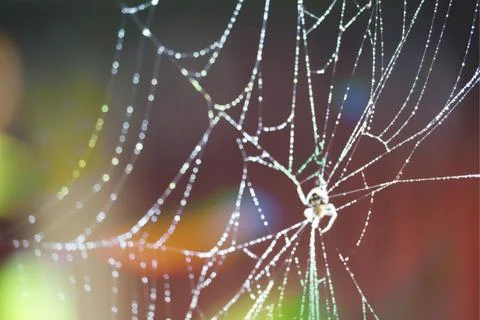 Blurred abstract  spider on cobweb or spiderweb natural with rain drop Stock Photos