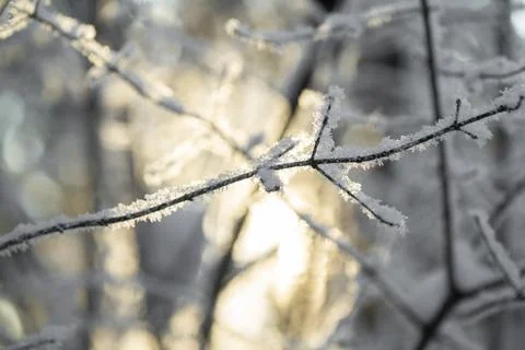 Blurred abstract texture of a winter forest in the sunlight Stock Photos
