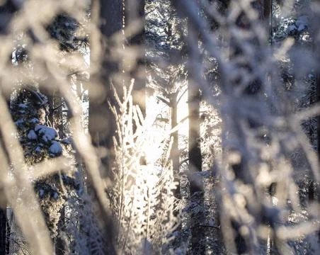 Blurred abstract texture of a winter forest in the sunlight Stock Photos