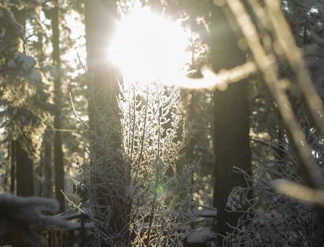 Blurred abstract texture of a winter forest in the sunlight Stock Photos