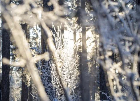 Blurred abstract texture of a winter forest in the sunlight Stock Photos