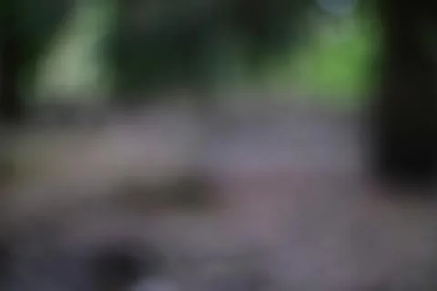 A blurred abstract view of a forest path with soft green foliage and brown gr Stock Photos