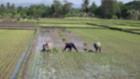 Blurred and defocused image of farmers planting rice in a paddy field 스톡 동영상 342572864