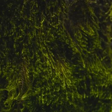 Blurred and distorted texture of green moss Stock Photos