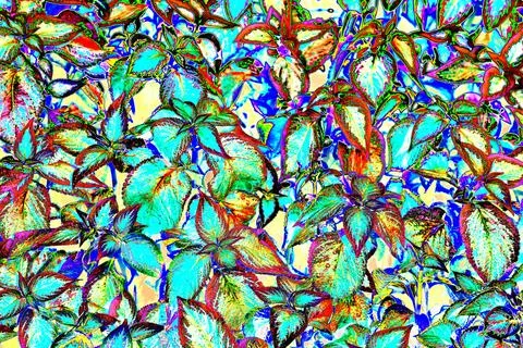 Blurred and selective focus on the texture and pattern known as coleus, a spe Stock Photos