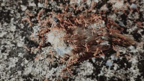 Blurred ants and dead bird Stock Footage 337762730