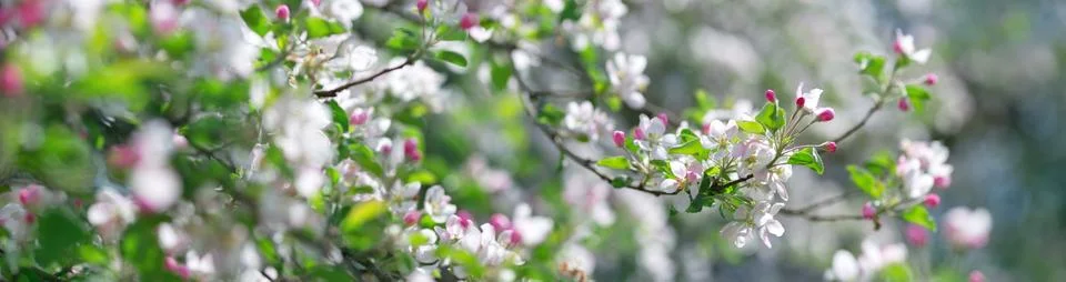 Blurred apple tree background Stock Photos