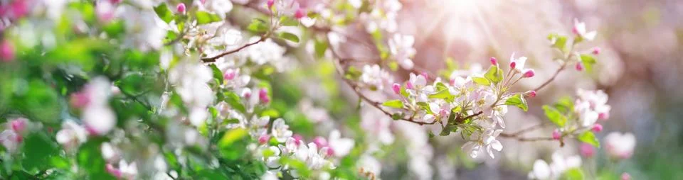 Blurred apple tree background Stock Photos