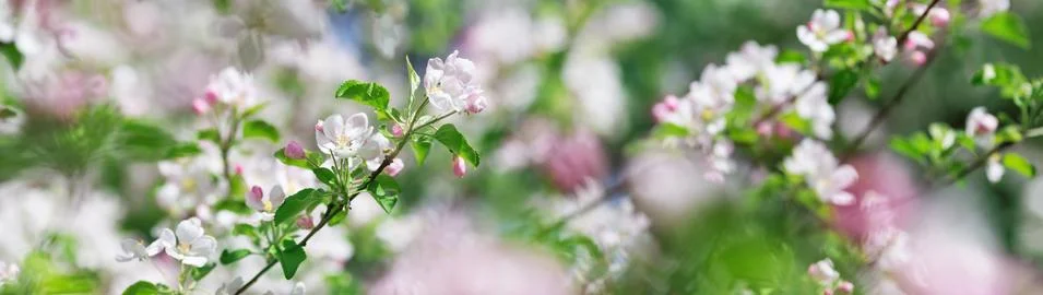 Blurred apple tree background Stock Photos