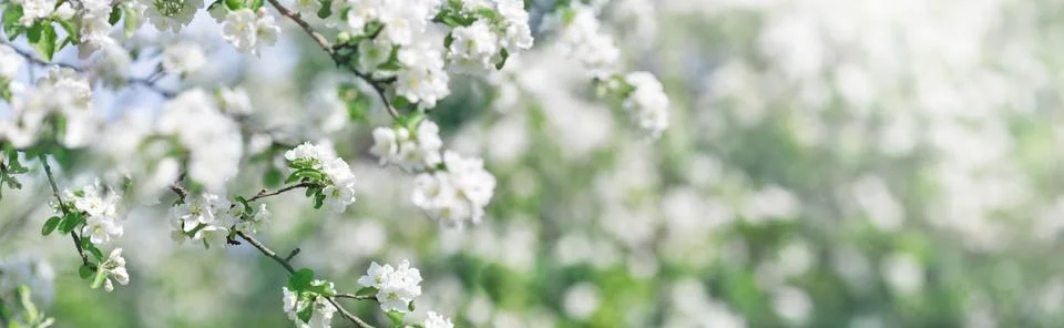 Blurred apple tree background Stock Photos