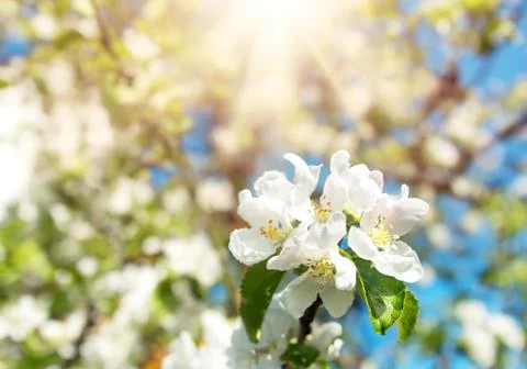 Blurred apple tree background Stock Photos