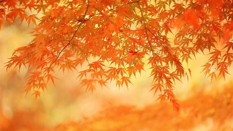 Blurred autumn background. Stock Footage 82426910