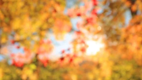 Blurred autumn background. Stock Footage 84351554