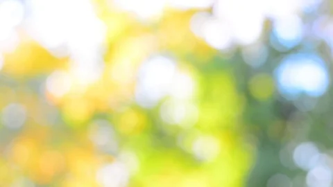 Blurred Autumn Background with Leafs in Grass. Stock Footage 81054596