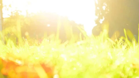 Blurred Autumn Background with Leafs in Grass. Stock Footage 81054598