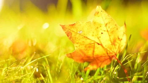 Blurred Autumn Background with Leafs in Grass. Stock Footage 81054621