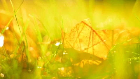 Blurred Autumn Background with Leafs in Grass. Stock Footage 81054623