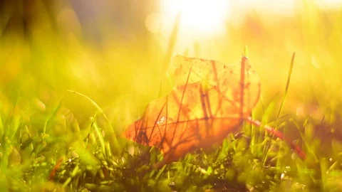 Blurred Autumn Background with Leafs in Grass. Stock Footage 81054668