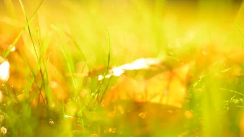 Blurred Autumn Background with Leafs in Grass. Stock Footage 81054925