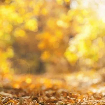 Blurred autumn background Stock Photos