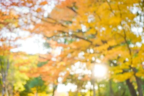 Blurred Autumn Background Stock Photos